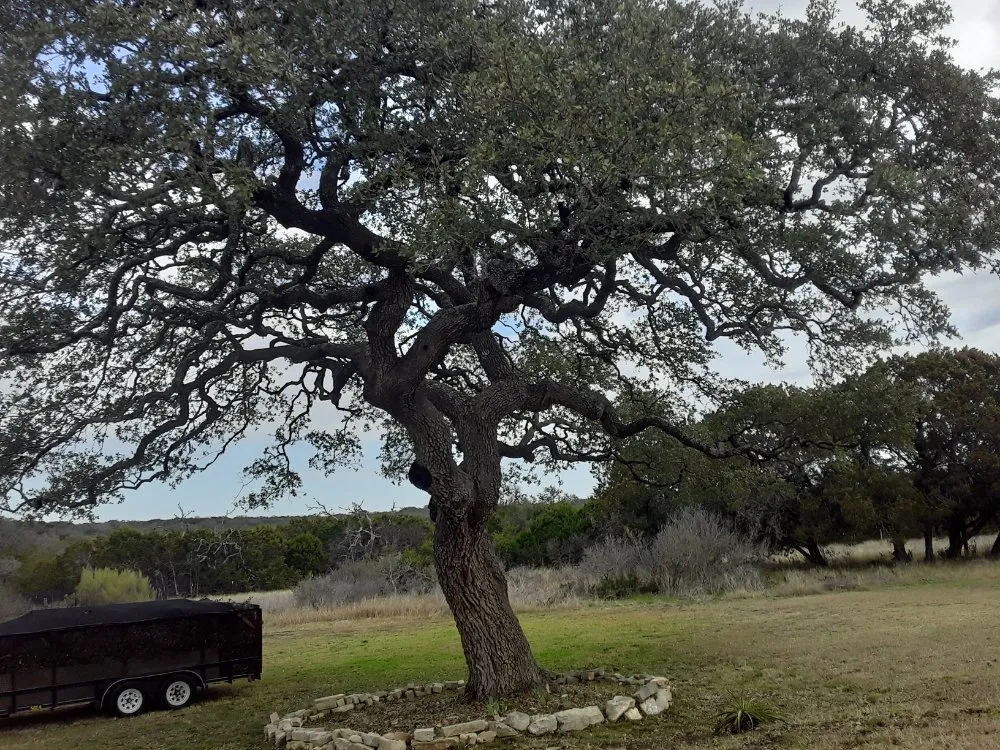 Reliable landscape installation in Kyle, TX by Diaz Trimming Services