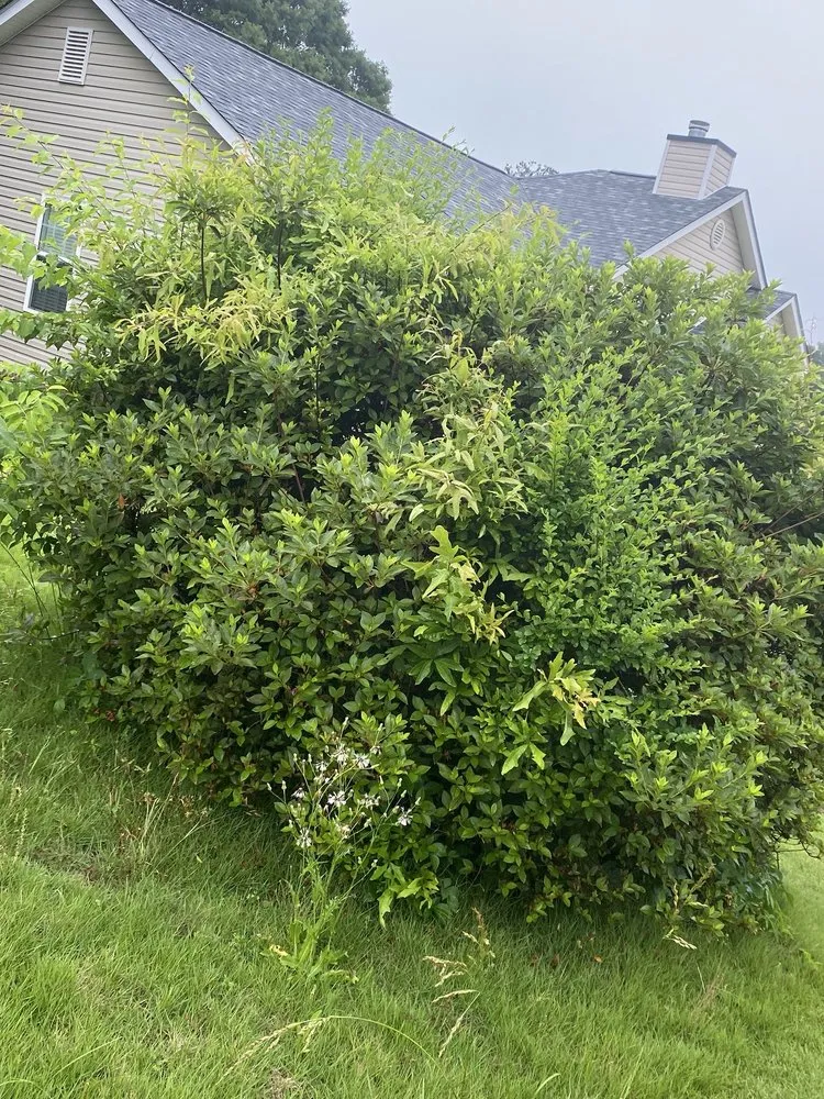 Expert garden landscaping with custom design across Villa Rica, GA - DIAZ