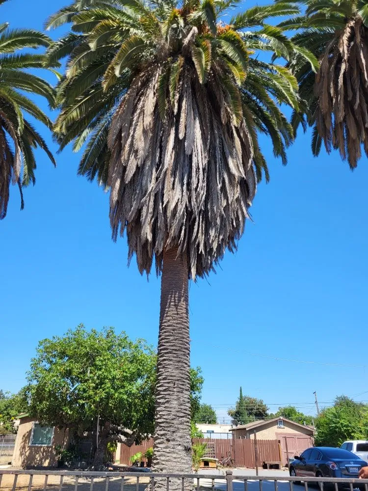 Expert landscaping services for year-round maintenance in Los Angeles, CA by Diaz's Landscaping and Tree Service