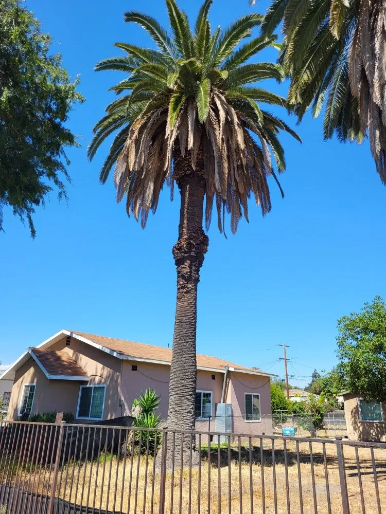 Custom outdoor landscaping in Los Angeles, CA by Diaz's Landscaping and Tree Service