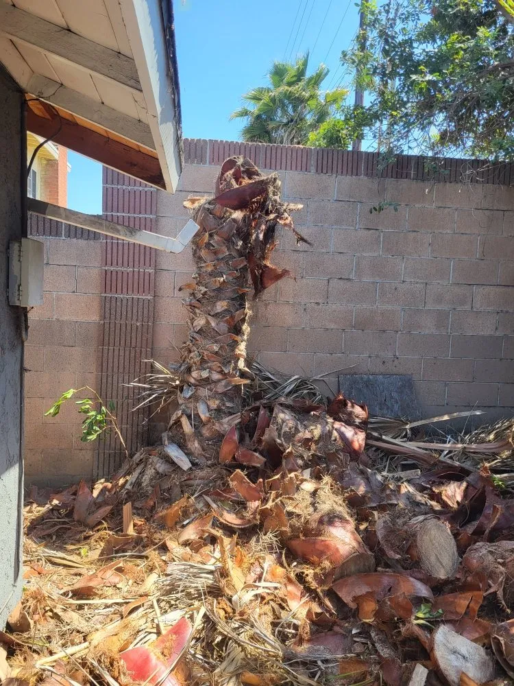 Expert lawn care service experts serving Los Angeles, CA - Diaz's Landscaping and Tree Service