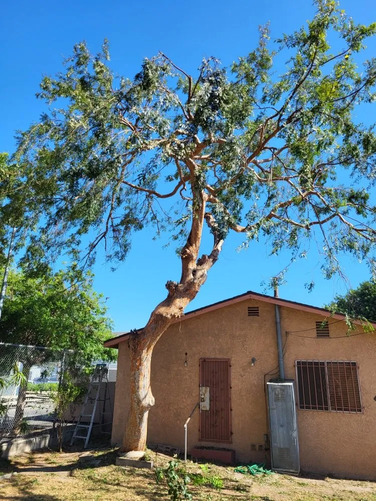 Affordable landscape design for outdoor upgrades across Los Angeles, CA - Diaz's Landscaping and Tree Service