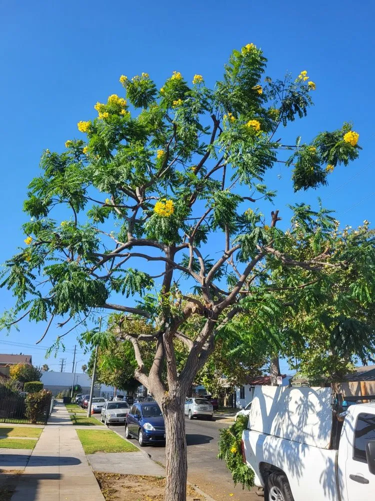 Custom garden landscaping in Los Angeles, CA by Diaz's Landscaping and Tree Service