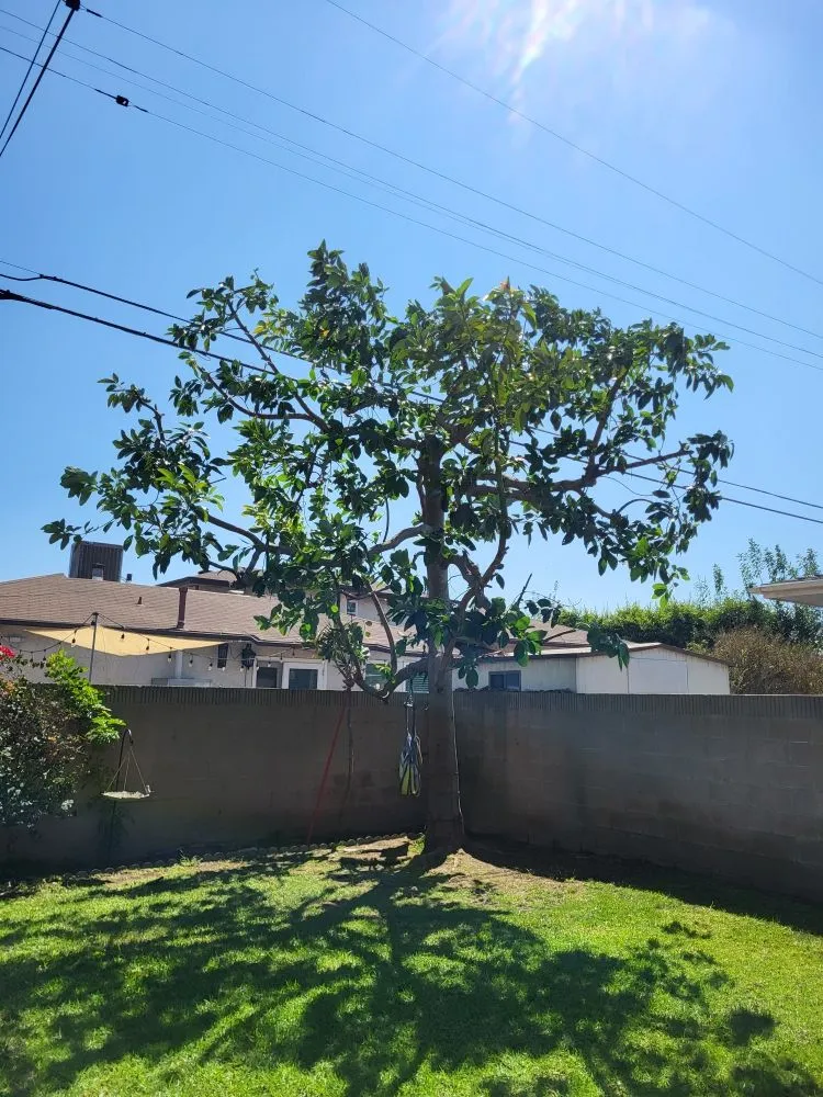 Expert yard cleanup service for outdoor upgrades in Los Angeles, CA by Diaz's Landscaping and Tree Service