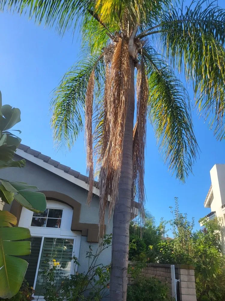 Custom yard cleanup service in Los Angeles, CA - Diaz's Landscaping and Tree Service