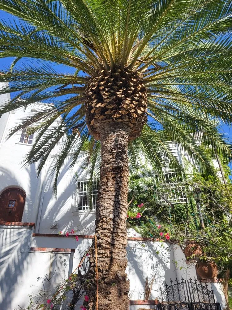 Expert yard cleanup service in Los Angeles, CA - Diaz's Landscaping and Tree Service