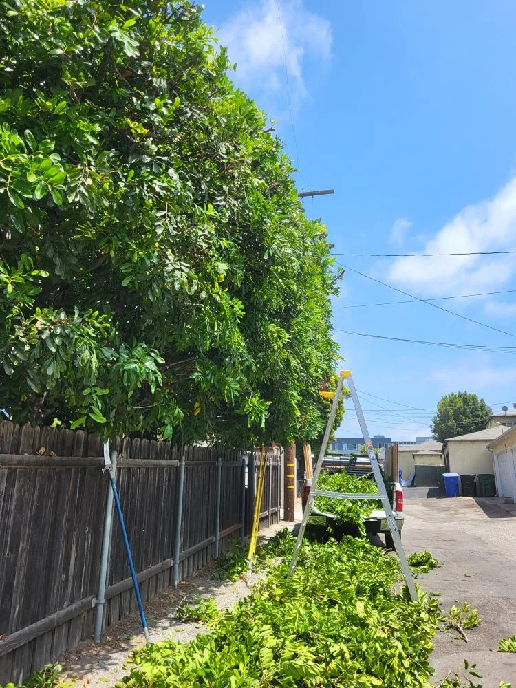 Local landscape installation for residential properties across Los Angeles, CA - Diaz's Landscaping and Tree Service