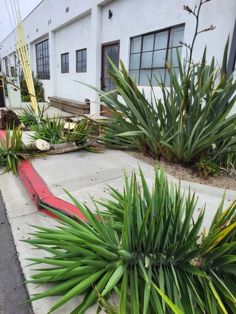 Local yard maintenance for residential properties across Los Angeles, CA - Diaz's Landscaping and Tree Service