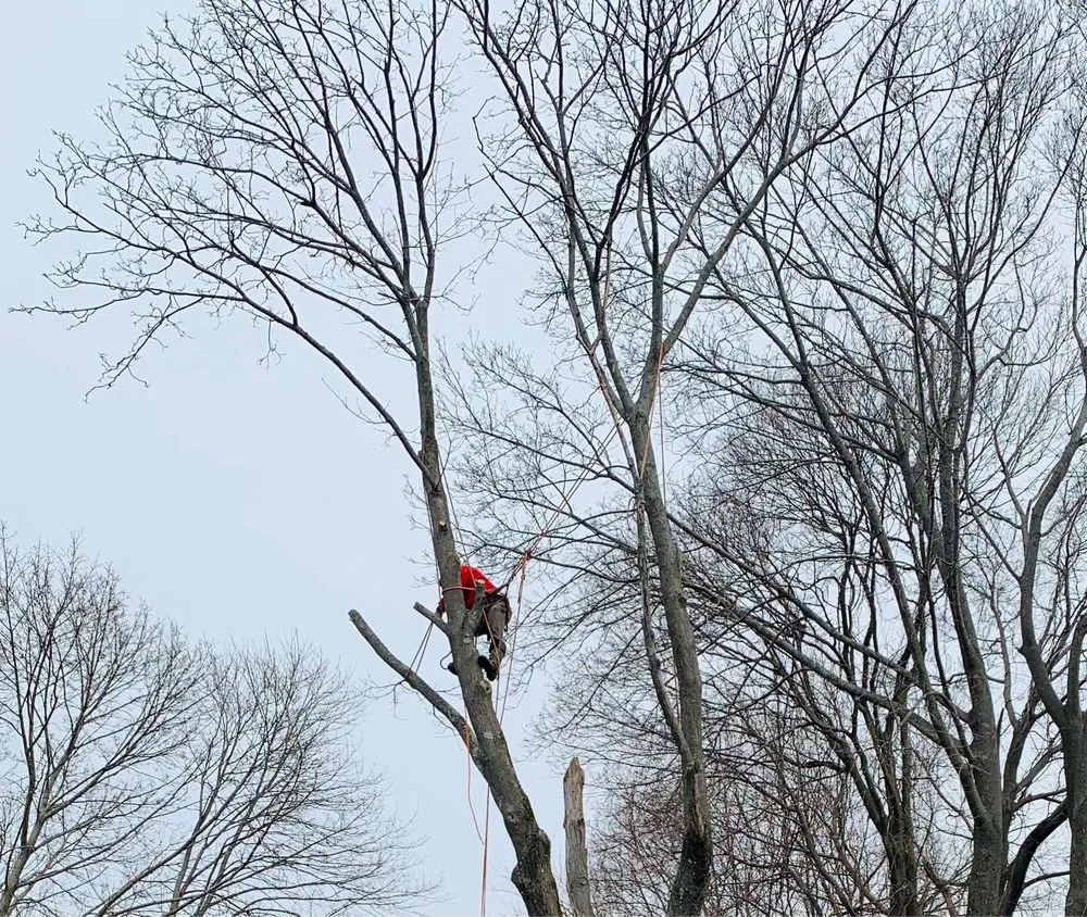 Reliable lawn care service near you across Quincy, MA - Dibona Landscaping