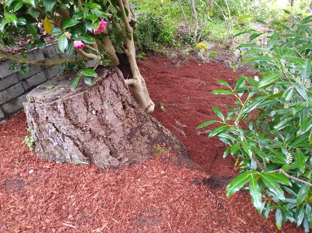 Trusted yard cleanup service in Bremerton, WA by Dichesare's Services