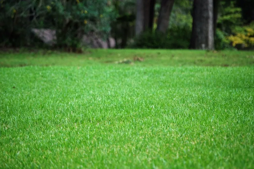 Reliable yard maintenance for homes in Lloyd, FL by Dickerson Landscaping & Lawn Care | Tallahassee, FL