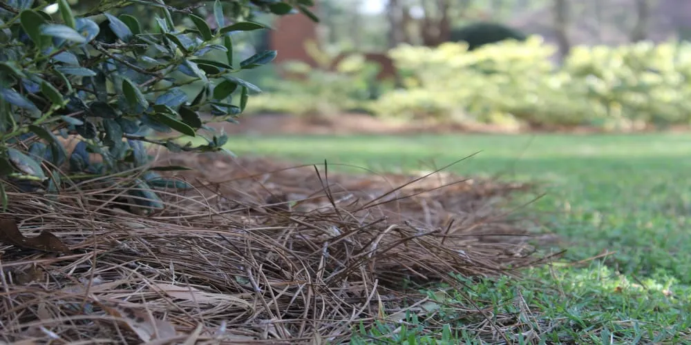 Trusted landscape design in Lloyd, FL by Dickerson Landscaping & Lawn Care | Tallahassee, FL