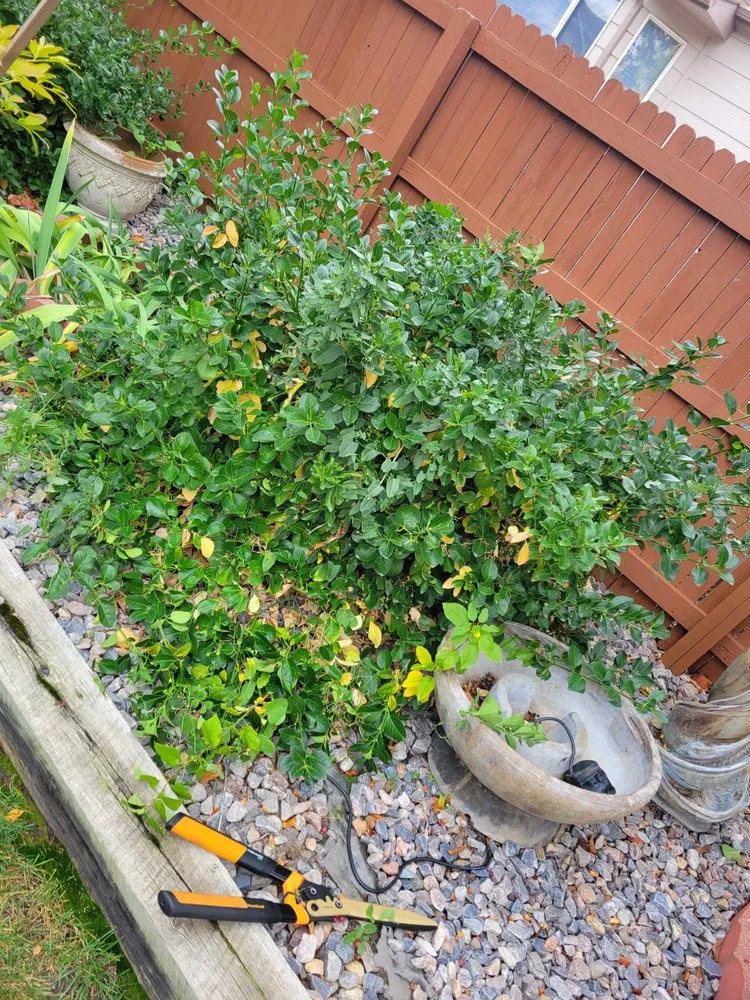 Local lawn mowing service in Aurora, CO by Dickersons Tree and Lawn Care