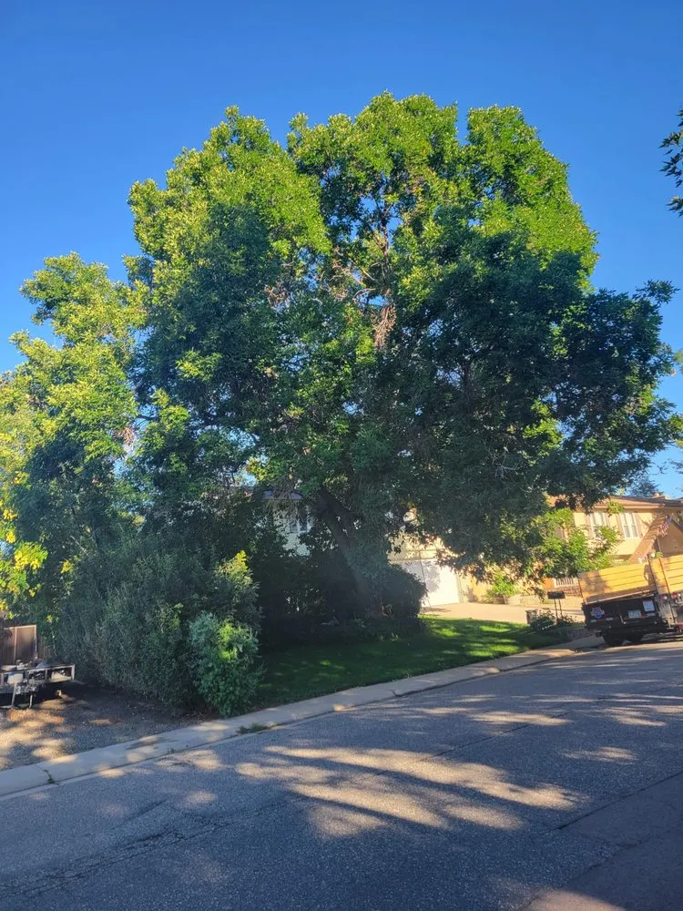 Affordable outdoor landscaping for year-round maintenance across Aurora, CO - Dickersons Tree and Lawn Care