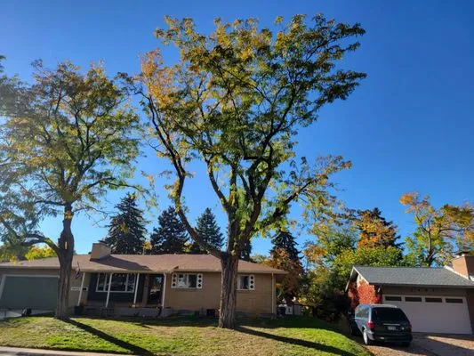 Dickersons Tree and Lawn Care Logo