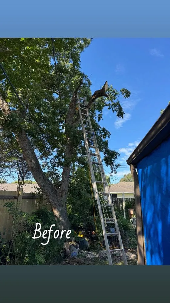 Expert lawn care service in Texas City, TX - Dickey's Tree Trimming & Landscaping