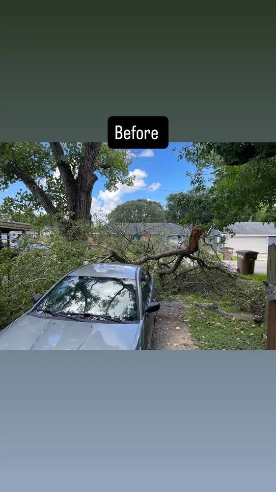 Trusted lawn mowing service in Texas City, TX by Dickey's Tree Trimming & Landscaping