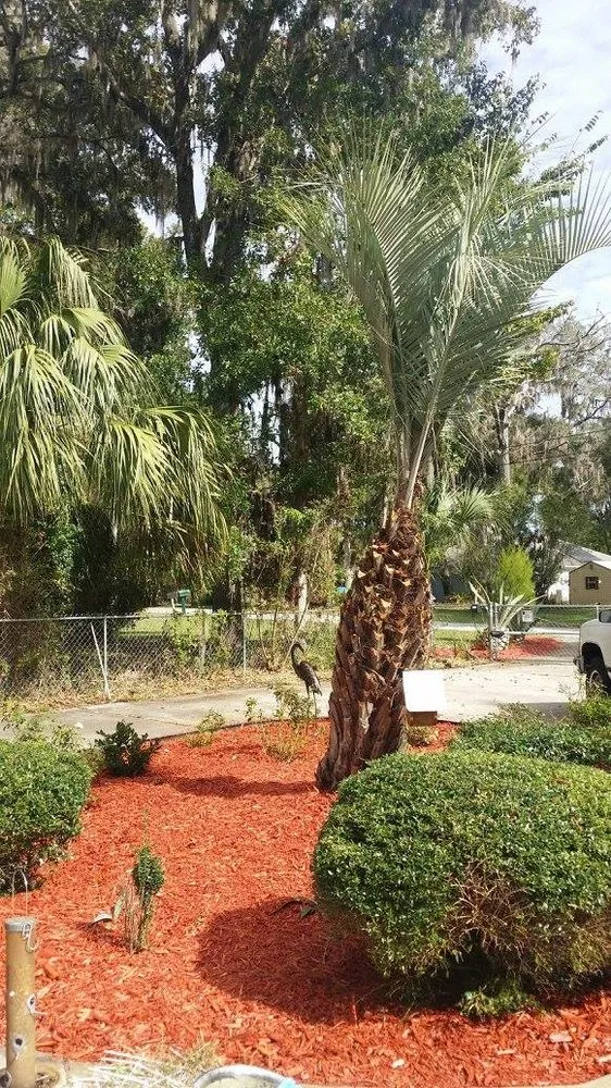 Reliable yard cleanup service experts serving Crystal River, FL - Dickie's Lawn Service
