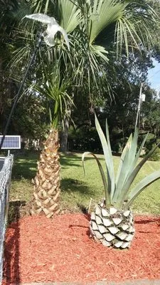 Dickie's Lawn Service Logo