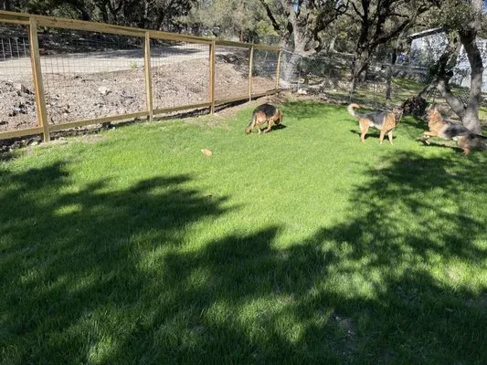 Dickinson Sprinkler & Lawn Seeding Logo