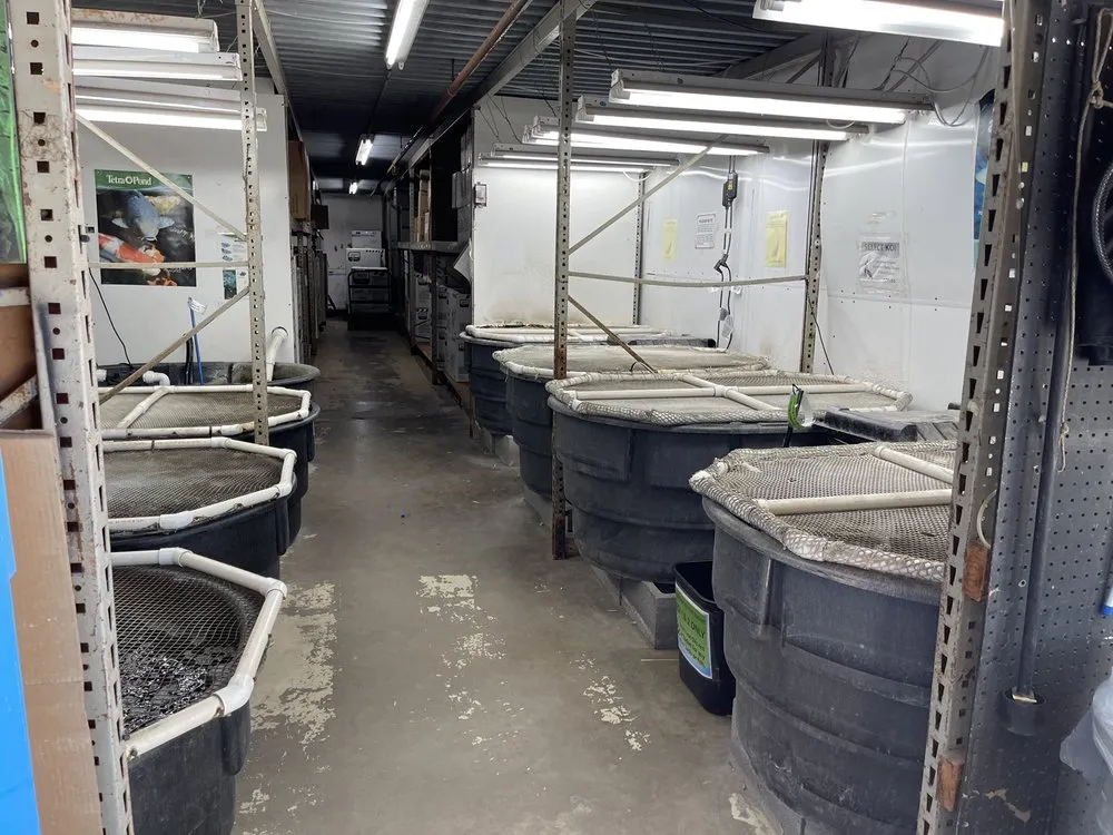 Expert yard cleanup service in Mesquite, TX - Dickson Brothers