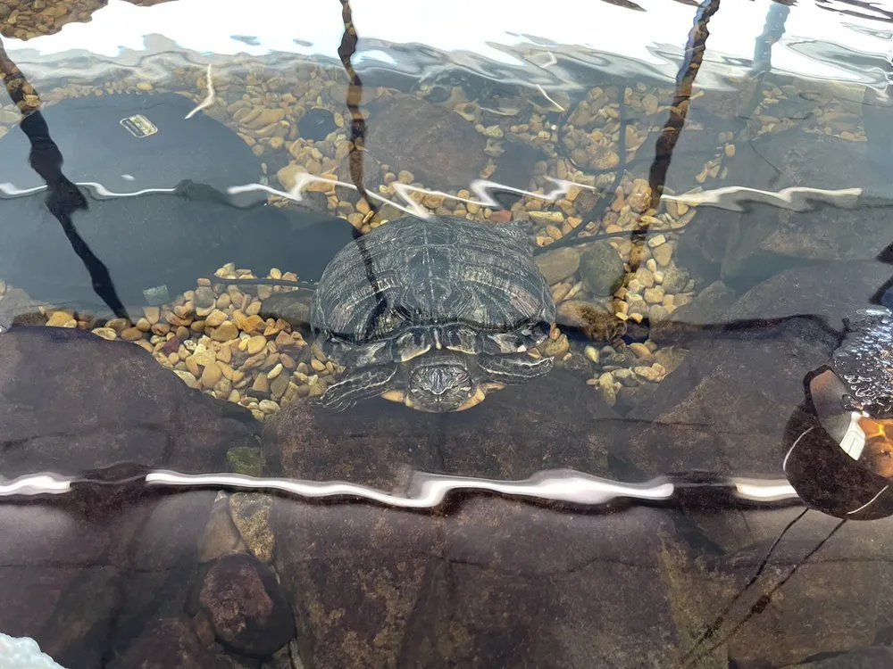 Trusted lawn mowing service in Mesquite, TX by Dickson Brothers