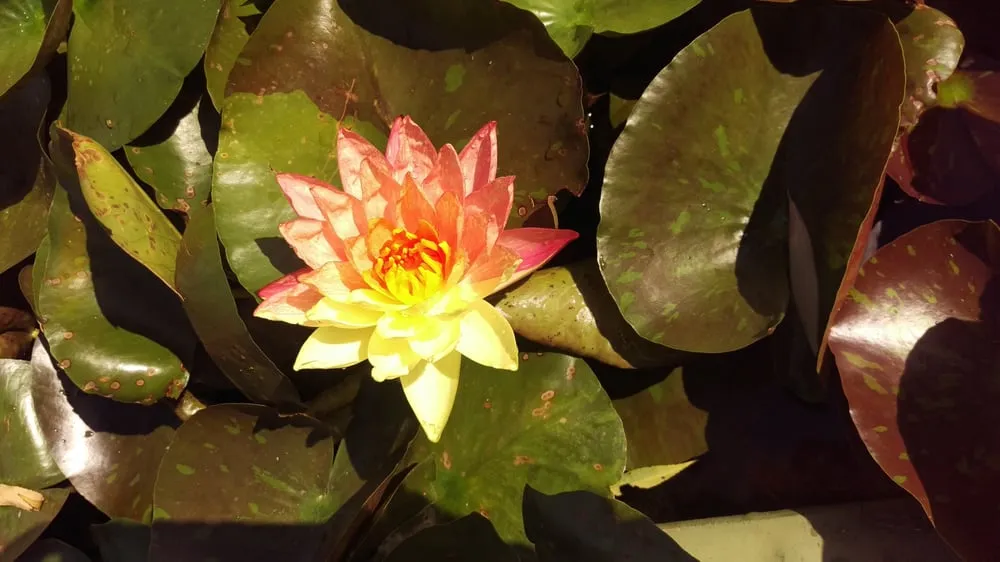 Trusted lawn care service experts serving Mesquite, TX - Dickson Brothers