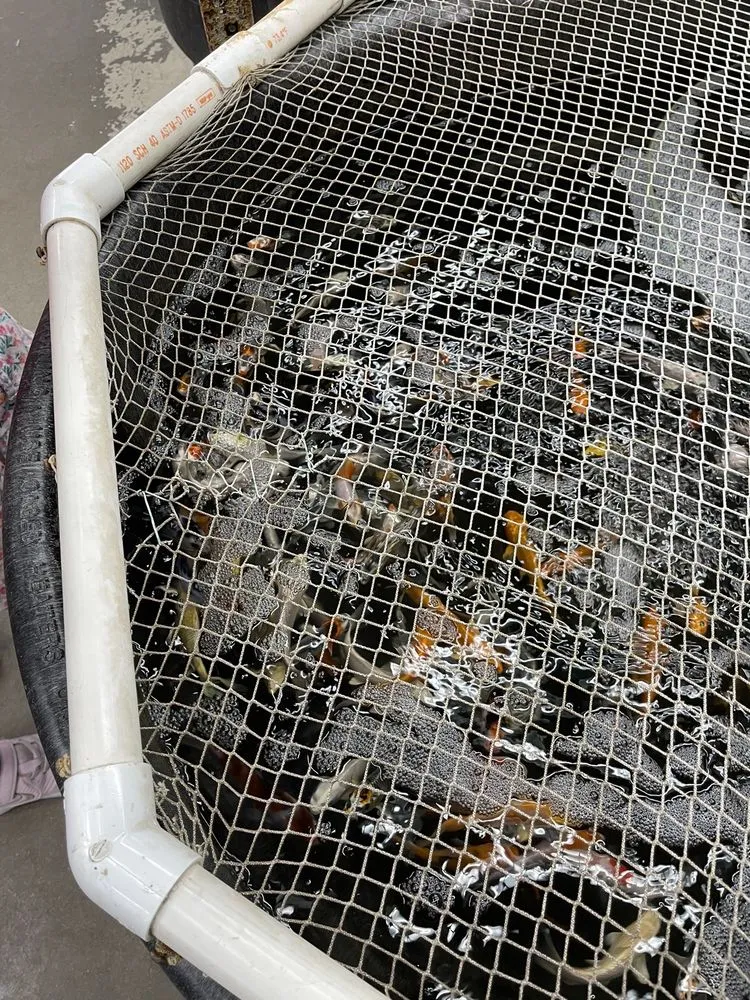 Reliable lawn mowing service for residential properties across Mesquite, TX - Dickson Brothers