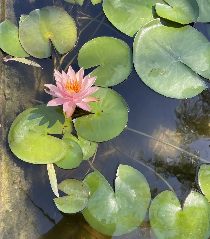 Custom yard cleanup service experts serving Mesquite, TX - Dickson Brothers