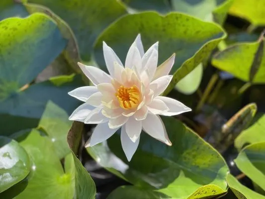 Dickson Brothers Logo