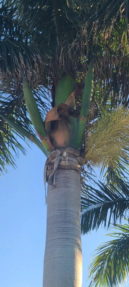 Reliable landscape design experts serving Fort Myers, FL - Diego Brothers Lawn Care & Lanscaping