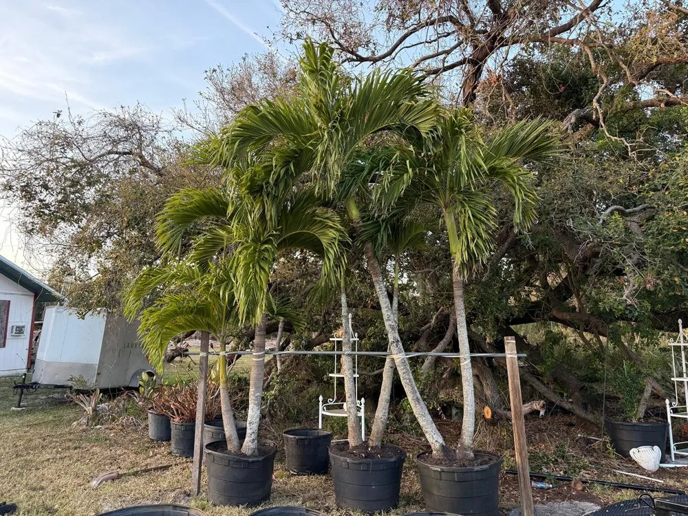 Expert landscaping services experts serving Fort Myers, FL - Diego Brothers Lawn Care & Lanscaping