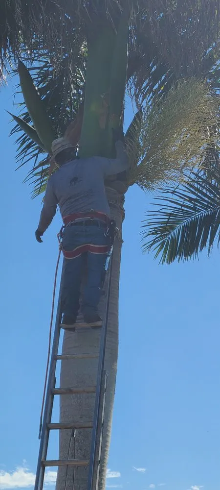 Reliable yard cleanup service experts serving Fort Myers, FL - Diego Brothers Lawn Care & Lanscaping