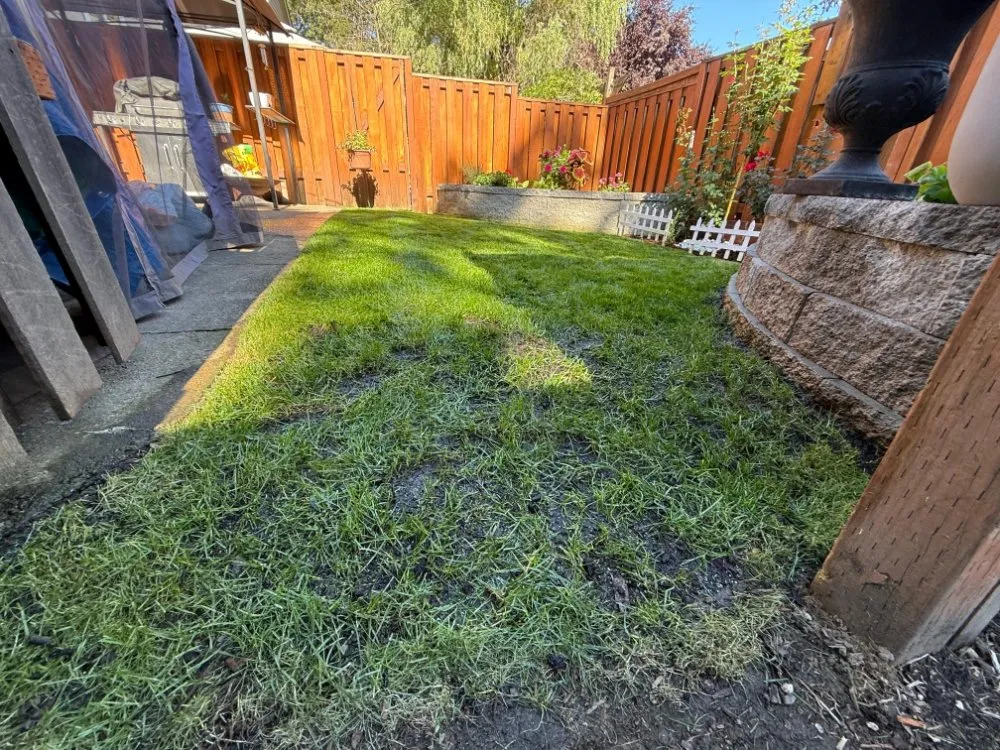 Professional lawn care service for year-round maintenance across Beaverton, OR - Diego Lawn Care Services