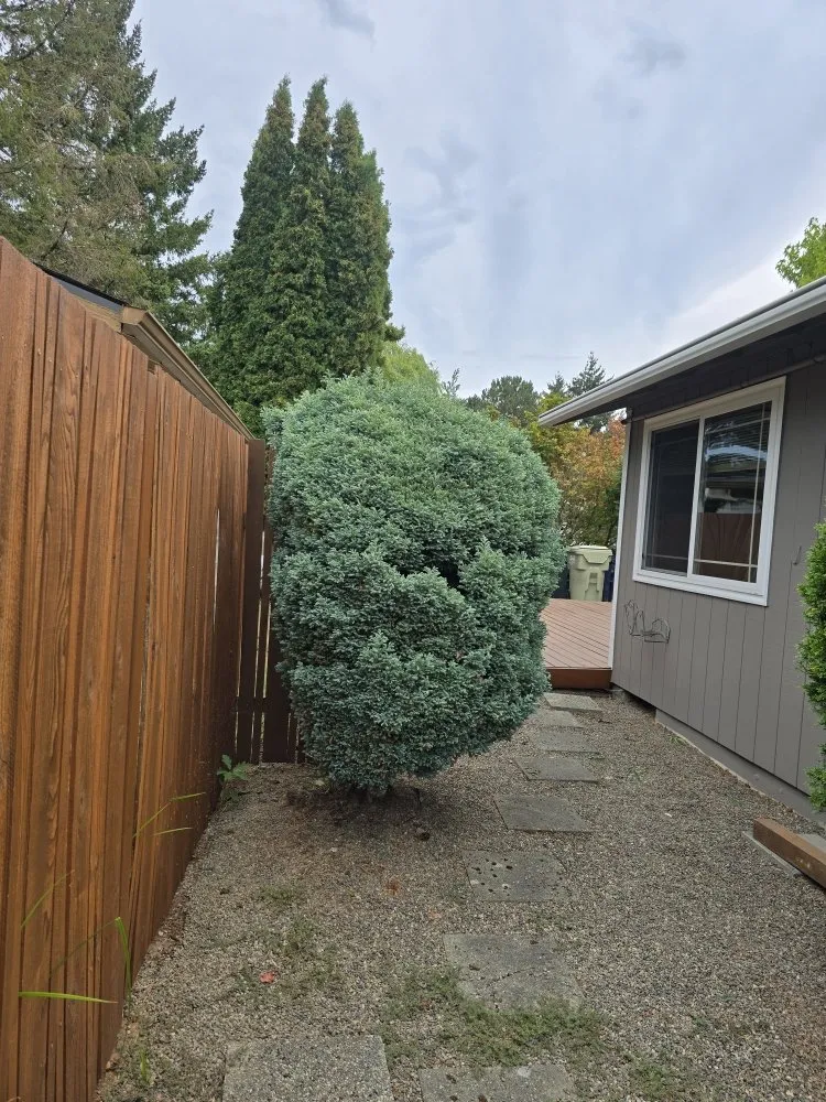 Expert yard maintenance for year-round maintenance across Beaverton, OR - Diego Lawn Care Services