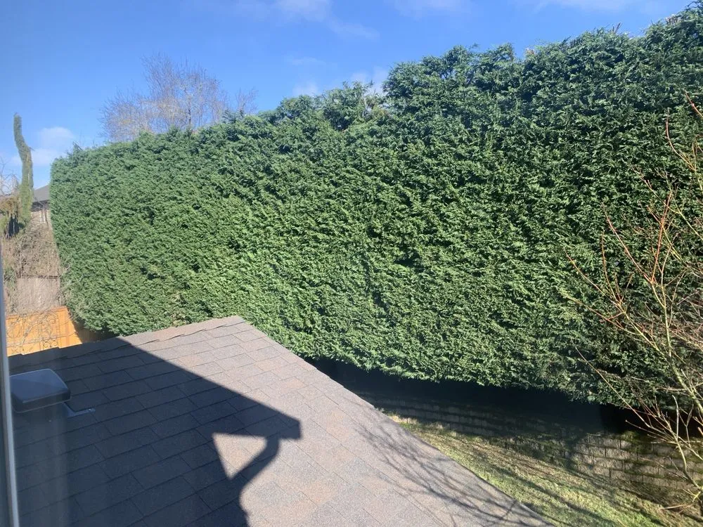 Reliable lawn mowing service in Vancouver, WA - Diego P. Tree Service