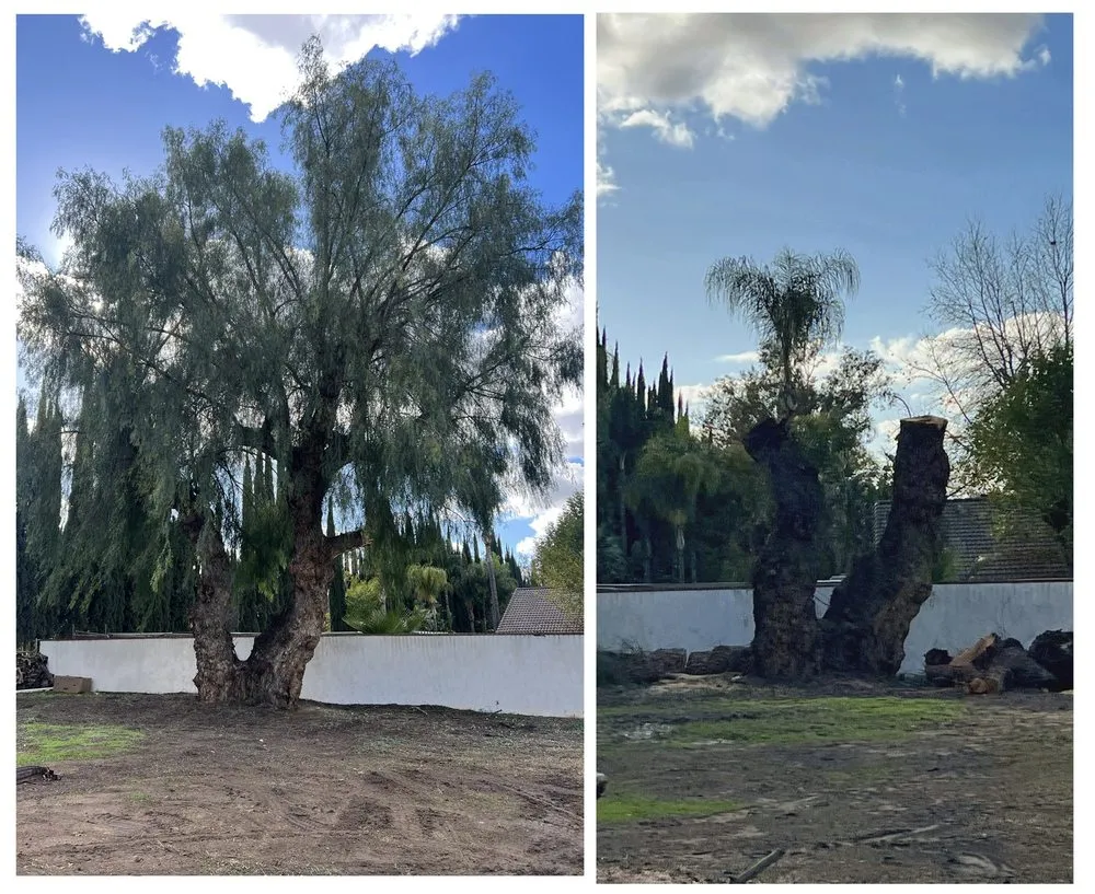 Local yard maintenance in Canyon Lake, CA - Diego Tree Service