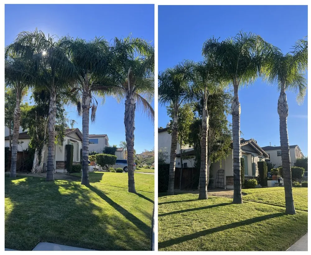 Local landscape design near you across Canyon Lake, CA - Diego Tree Service