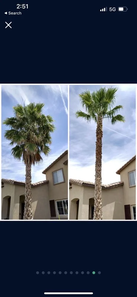 Top-rated landscaping services in Canyon Lake, CA - Diego Tree Service