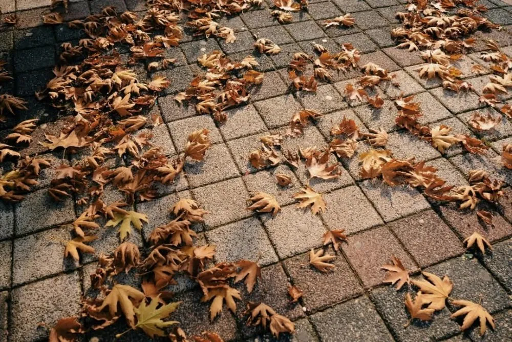 Expert yard cleanup service in wylie, TX - Diego's Grass Landscapes