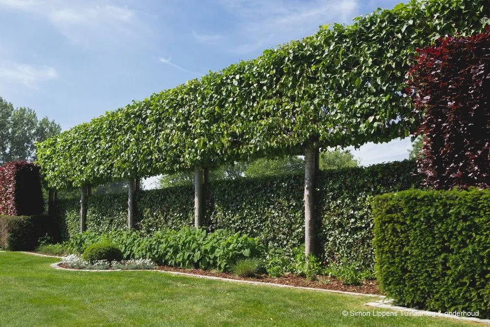 Affordable lawn mowing service in Escondido, CA - Diego’s Landscape