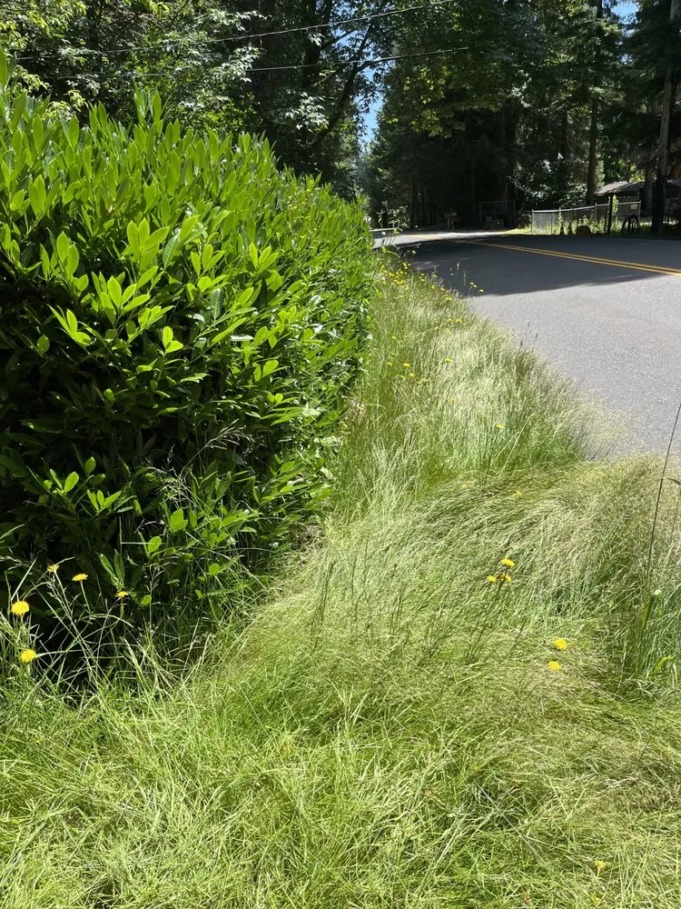 Reliable lawn mowing service for homes in Kent, WA by Diego’s Landscaping & Painting