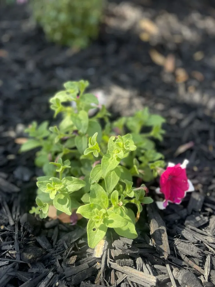 Affordable landscape installation for year-round maintenance across Riverside, CA - Diego’s Landscaping & Tree Care Services