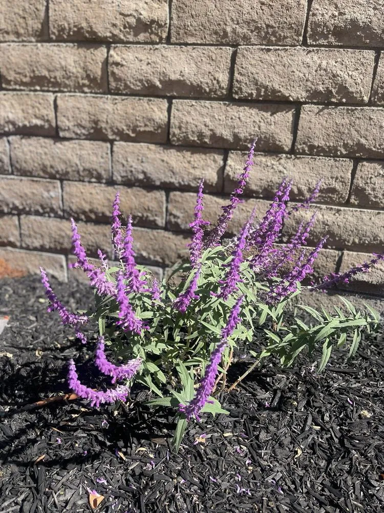 Local yard maintenance for year-round maintenance in Riverside, CA by Diego’s Landscaping & Tree Care Services