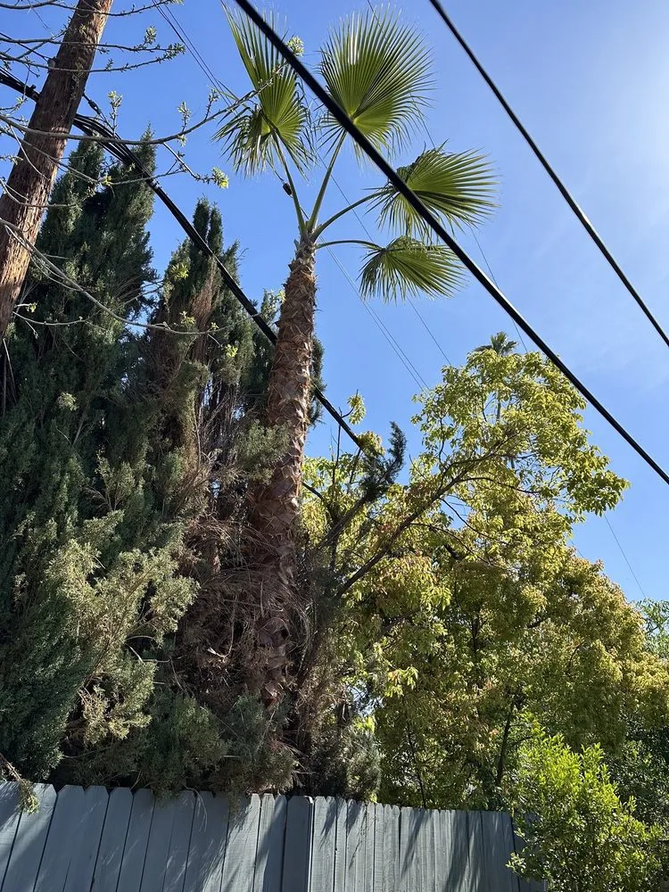 Reliable yard maintenance for outdoor upgrades in Riverside, CA by Diego’s Landscaping & Tree Care Services