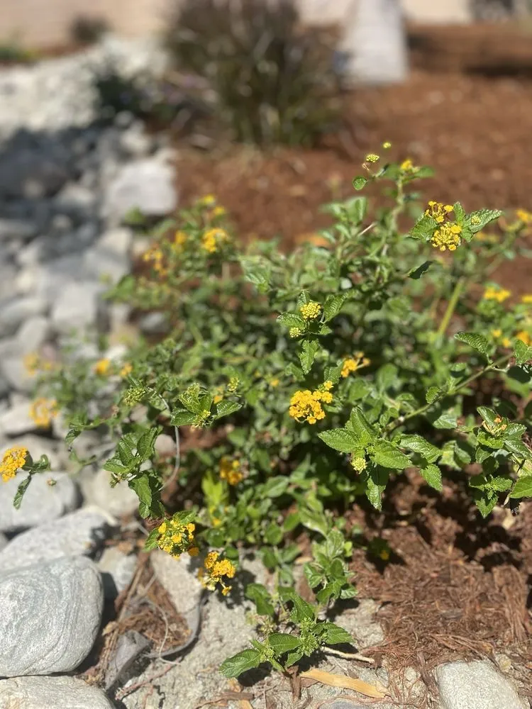 Custom lawn mowing service in Riverside, CA - Diego’s Landscaping & Tree Care Services