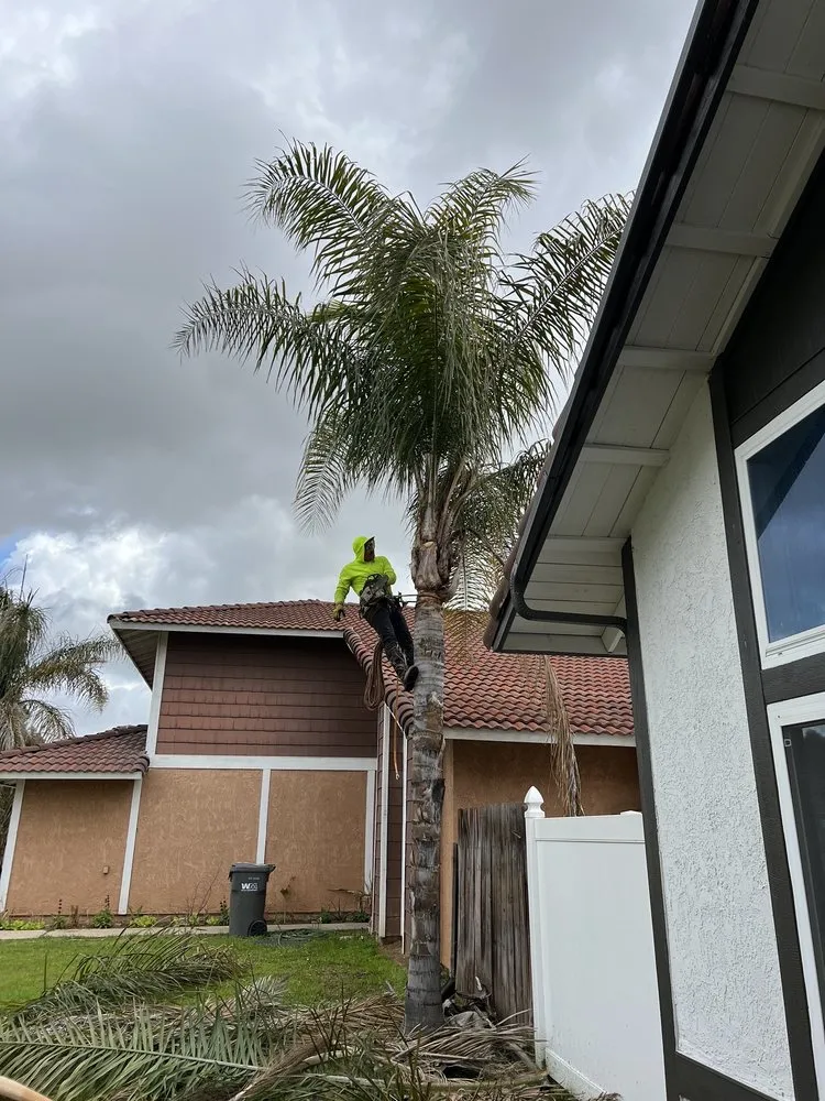 Affordable lawn care service for residential properties in Riverside, CA by Diego’s Landscaping & Tree Care Services