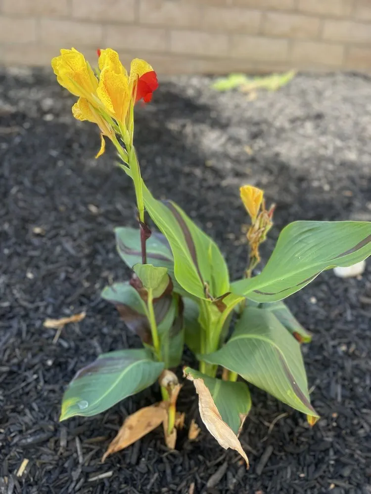 Reliable landscape installation for year-round maintenance across Riverside, CA - Diego’s Landscaping & Tree Care Services