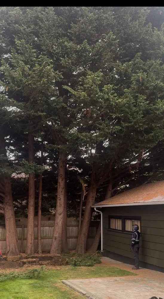 Affordable lawn mowing service for homes across Bellevue, WA - Diego's Landscaping & tree service