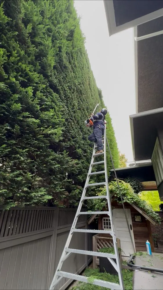 Professional lawn mowing service near you in Bellevue, WA by Diego's Landscaping & tree service